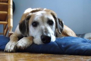 Cachorro espumando: causas, riscos e como agir — entenda o que realmente significa esse sintoma