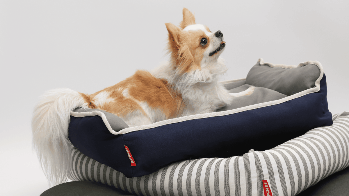 Quais são os melhores tipos de cama para cachorro? Descubra como escolher o modelo ideal para o seu pet