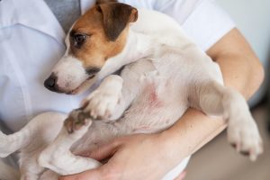 Como Cuidar de um Cachorro com Dermatite: Guia Completo da Alimentação à Higiene