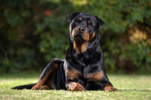 Rottweiler: Intimidador no porte, afetuoso no coração – A verdadeira essência de um dos melhores cães de guarda do mundo