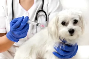 Gripe Canina: Tudo o Que Você Precisa Saber Sobre a Vacina e Como Proteger Seu Pet