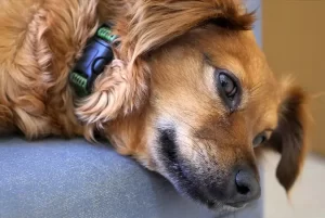 O que é cinomose? Conheça a doença grave que ainda ameaça a vida de milhares de cães