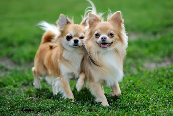 Chihuahua: coragem, energia e personalidade em um corpo compacto