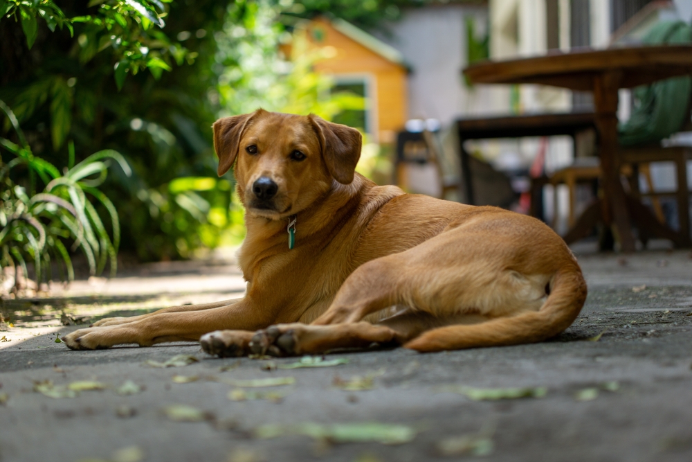 Tipos de Vira-Latas: As “Raças” de SRDs Que Conquistaram o Brasil e Viraram Ícones da Cultura Nacional