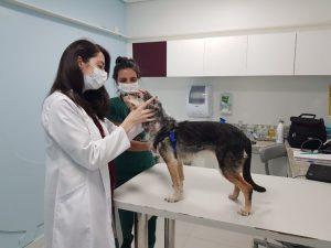Perda de visão em pets: como prevenir, cuidar e adaptar a rotina para garantir qualidade de vida