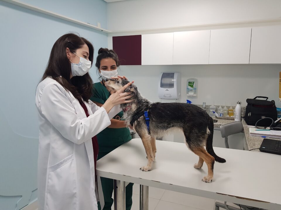 Perda de visão em pets: como prevenir, cuidar e adaptar a rotina para garantir qualidade de vida